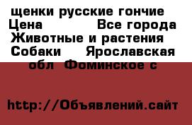 щенки русские гончие › Цена ­ 4 000 - Все города Животные и растения » Собаки   . Ярославская обл.,Фоминское с.